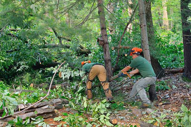 The Steps Involved in Our Tree Care Process in Grand Junction, CO